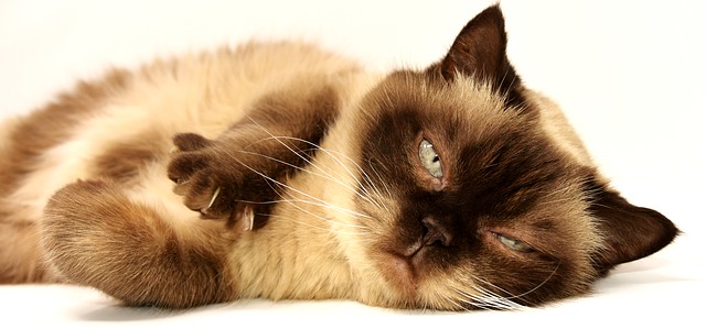 jakie koty choroby mogą przenosić i na co uważać