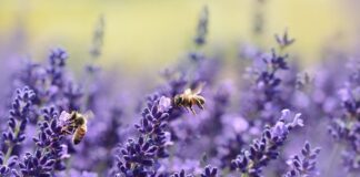 Jak długo pszczoły robią miód?