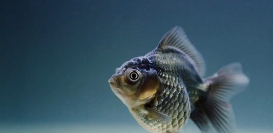 Czy rybki w akwarium muszą mieć pompkę?
