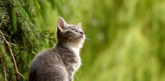 Co odstrasza koty żeby nie sikały?