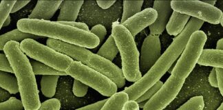 Czy można wlewać bakterie do akwarium?