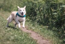 Ile można biegać z psem?