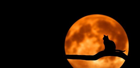 Czy można podać kotu kefir?