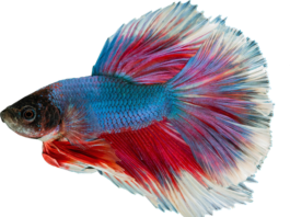 Czy Gupikom odrastają płetwy?