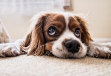 Czym zająć psa gdy jest sam w domu?