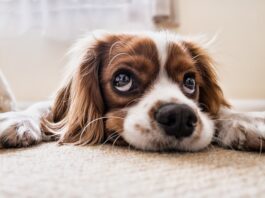 Czym zająć psa gdy jest sam w domu?