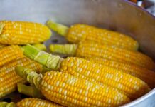 Czy ze zwykłej kukurydzy można zrobić popcorn?