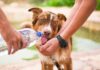 Co dawać psu do picia oprócz wody?