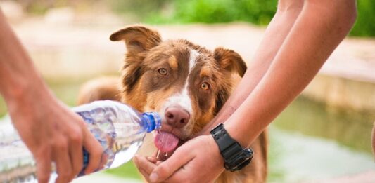 Co dawać psu do picia oprócz wody?